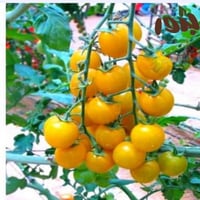 بذور طماطم شيري أصفر (Solanum lycopersicum 1 )