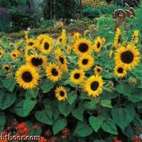 بذور دوار الشمس قزمي - Helianthus pumilus