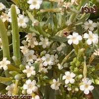 بذور الحرمل (Rhazya Stricta - Decne)