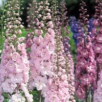 بذور زهرة العايق (دلفينيوم) Delphinium