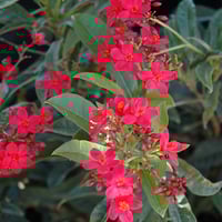 بذور شجرة الجاتروفا الحمراء - Jatropha integerrima