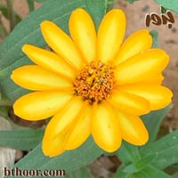 بذور زهرة الزينيا الصفراء قزمي (جملة)