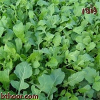 بذور الجرجير - جملة (Eruca Sativa1 )