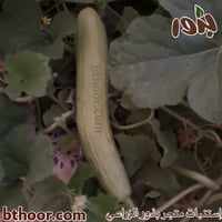 بذور القثاء - الفقوس ( Cucumis melo flexuosus )