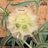 بذور طربة-ام قلاص (scabiosa stellata)