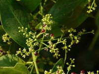 بذور شجرة الاراك - المسواك (Salvadora Persica)