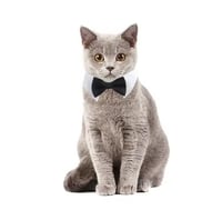 طوق للحيوانات الأليفة