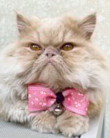 طوق وردي للقطط