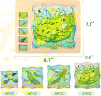 بازل خشب مراحل نمو الضفدع