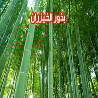 بذور الخيزران