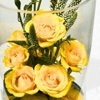 فازة فرونيكا