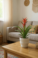 فازة جوزينيا