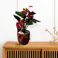 فازة انتريم