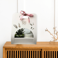 باقة صبار المكتب