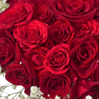 فازة جوري الحمراء