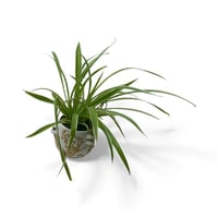 سبايدر المعلقة