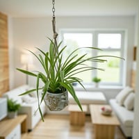 سبايدر المعلقة