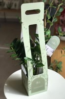 نبته الزاميا . زاميوكولكاس