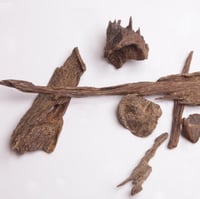 عود ترنقانو اندرووتر