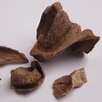 عود أرياني بابوا اندر ووتر