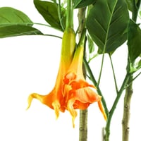 شجرة زهور الداتورا صناعية – برتقالية – تصميم للديك...