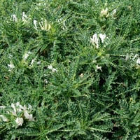 زيت الكثيرة المركز