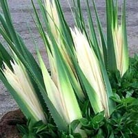 نكهة الكادي المركزة - 100 جرام