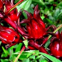 زيت الكركدية المركز