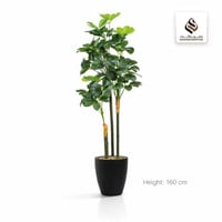 شجرة شفليرا (3 فروع) بمركن بلاستيك اسطوانى