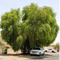 بذور غاف خليجي ( Prosopis cineraria )