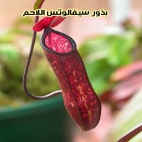 بذور سيفالوتس (الابريق) اللاحم