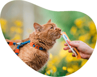 إنابا تشورو مكافآت للقطط هريسة الدجاج مع السالمون...