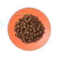 أبلاوز طعام جاف للقطط البالغة دجاج مع السالمون 2 ك...