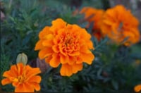 بذور كرازنثيمو كوراناريوم مخلوط 50