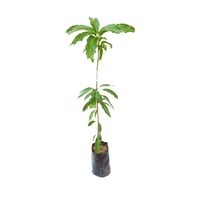 شتلة مانجو التومي