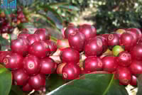 البن الجازاني المحمص 250 جرام