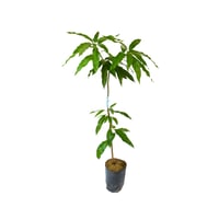 شتلة مانجو لانجرا LANGRA