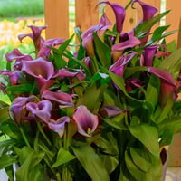 بذور زهرة الكالا