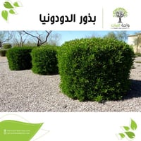 بذور الدودونيا