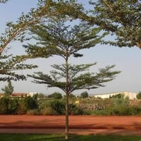 بذور ترمناليا منتالي