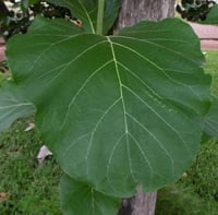 بذور خشب التيك الصاج