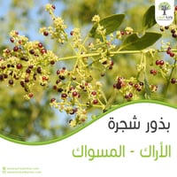 بذور شجرة الأراك