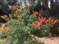 بذور ارثريا