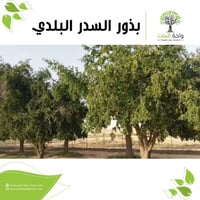 بذور السدر البلدي