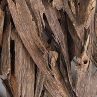 عود ناجلاند