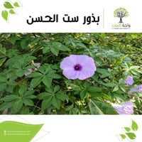 بذور متسلقة ست الحسن