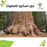 بذور شجرة الماموث - السكويا