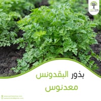 بذور البقدونس 10 بذرات