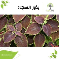 بذور السجاد