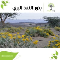 بذور النقد البري